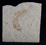Tharsis dubius (BLAINVILLE 1818) - Bild &copy; FossNet FossilienStore